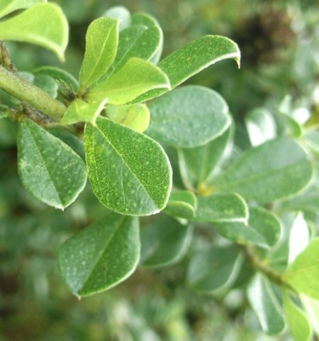 Otholobium bracteolatum leaflet details